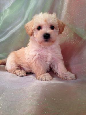 Great News!  Purebredpups ships to Schnoodle buyers and Schnoodle Breeders for only $150. From California to Florida, up to Pennsylvania, Massachusetts, and Maryland, Trust Purebredpups to deliver at some of the best prices the internet has to offer! 5